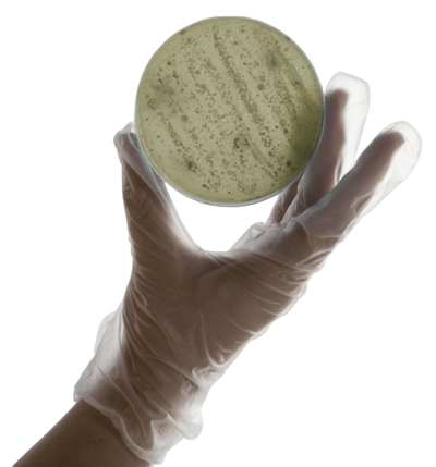 petri dish with hand